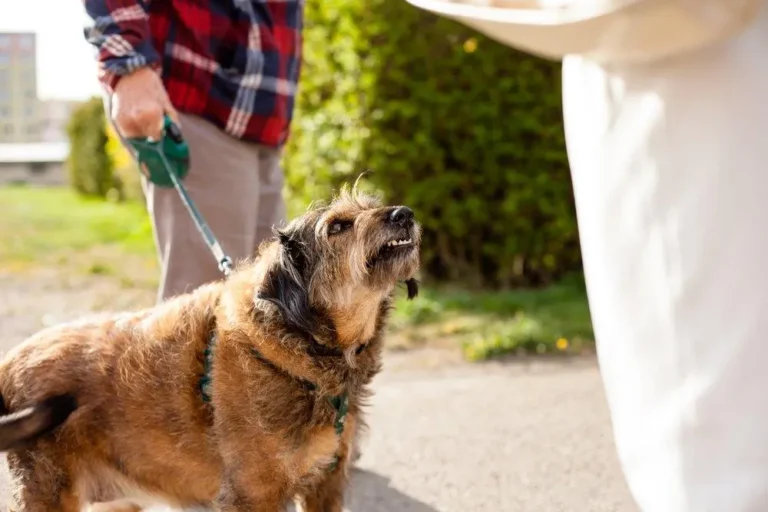 Animal Bites and Injuries