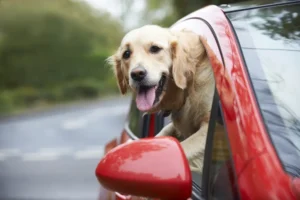 Pets & Distracted Driving